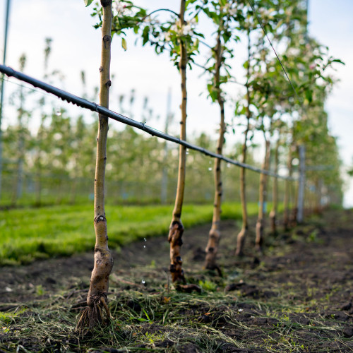 Kein Unkraut dank Hackgerät