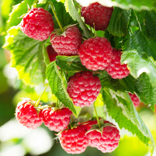 Himbeeren
